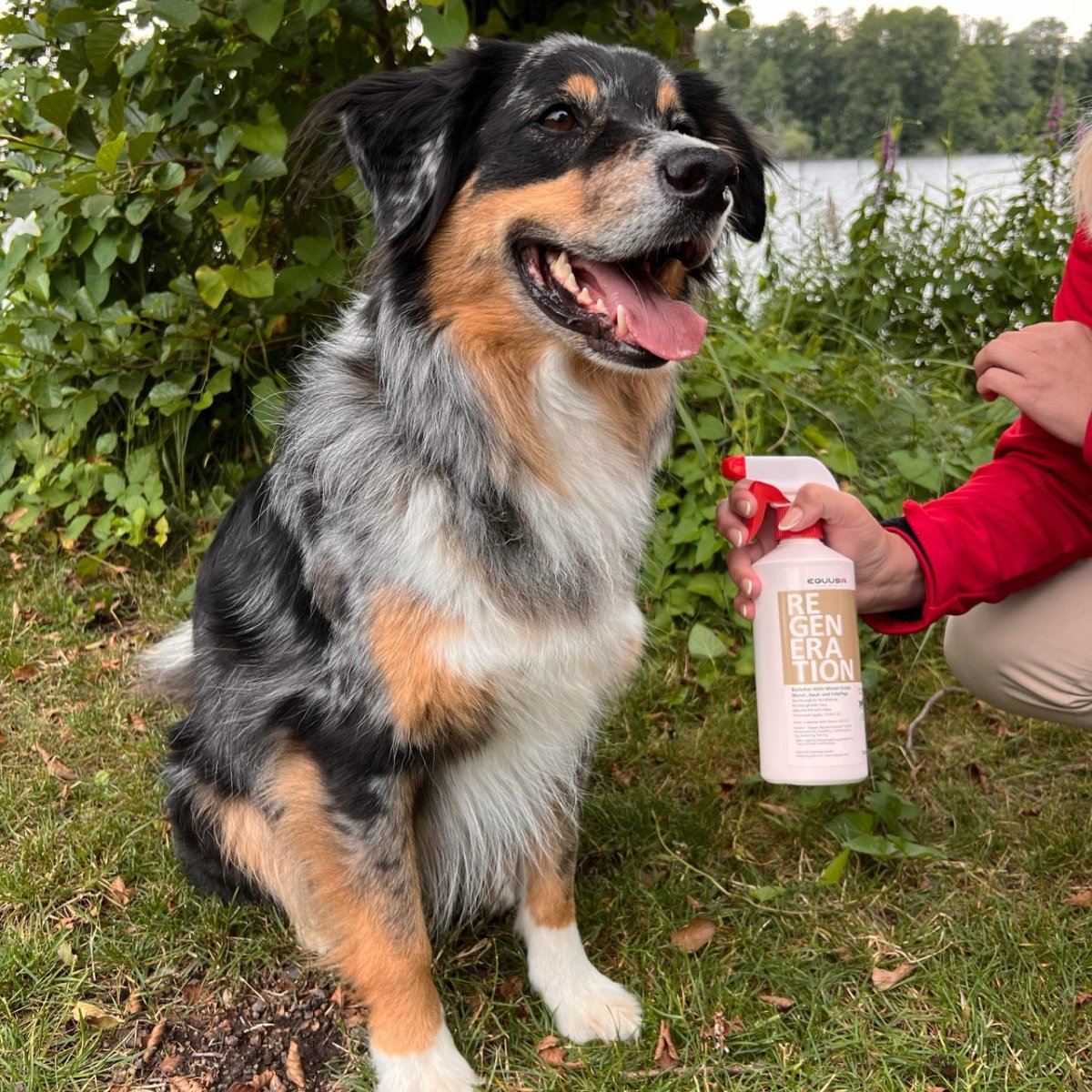 BIONIC Regeneration Spray for Dogs