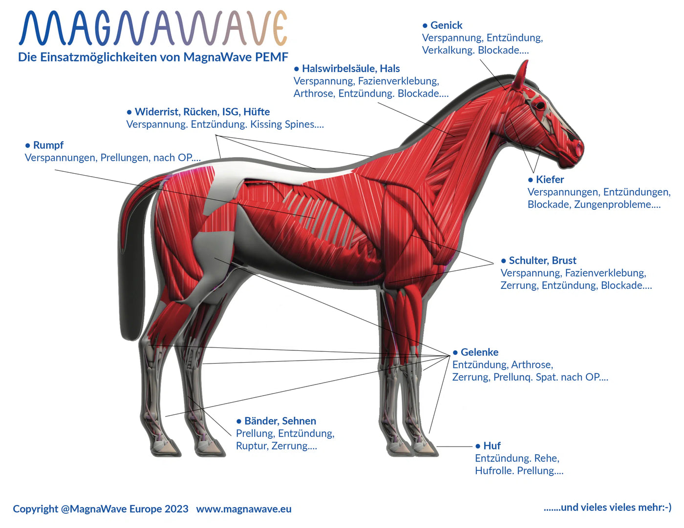 MagnaWave Einsatzbereiche beim Pferd