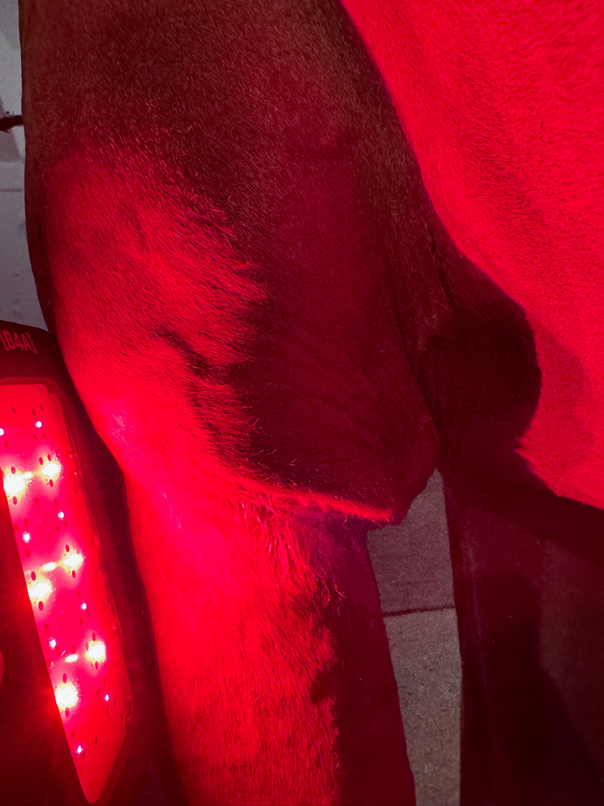 B4A PBM LEDs 660 und 810 nm am Pferd