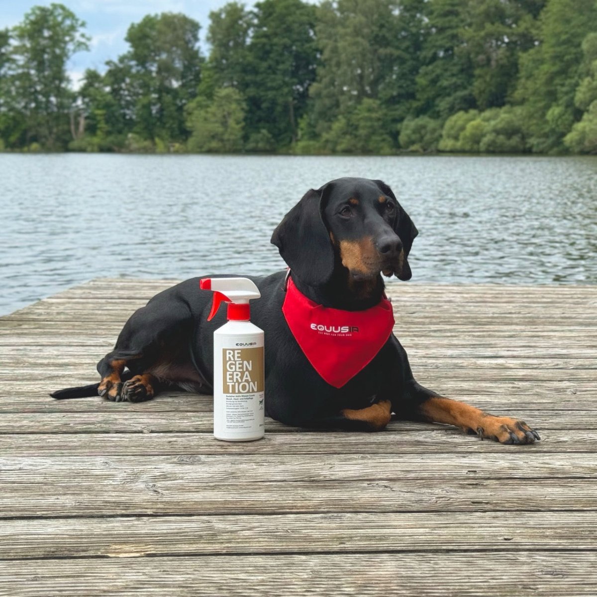 BIONIC Regeneration Spray for Dogs