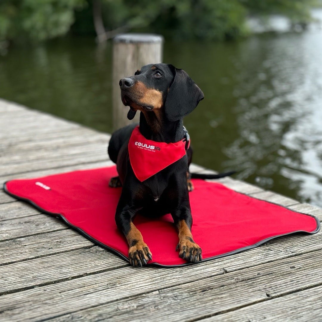 EQUUSIR BIOS HOME Hundedecke